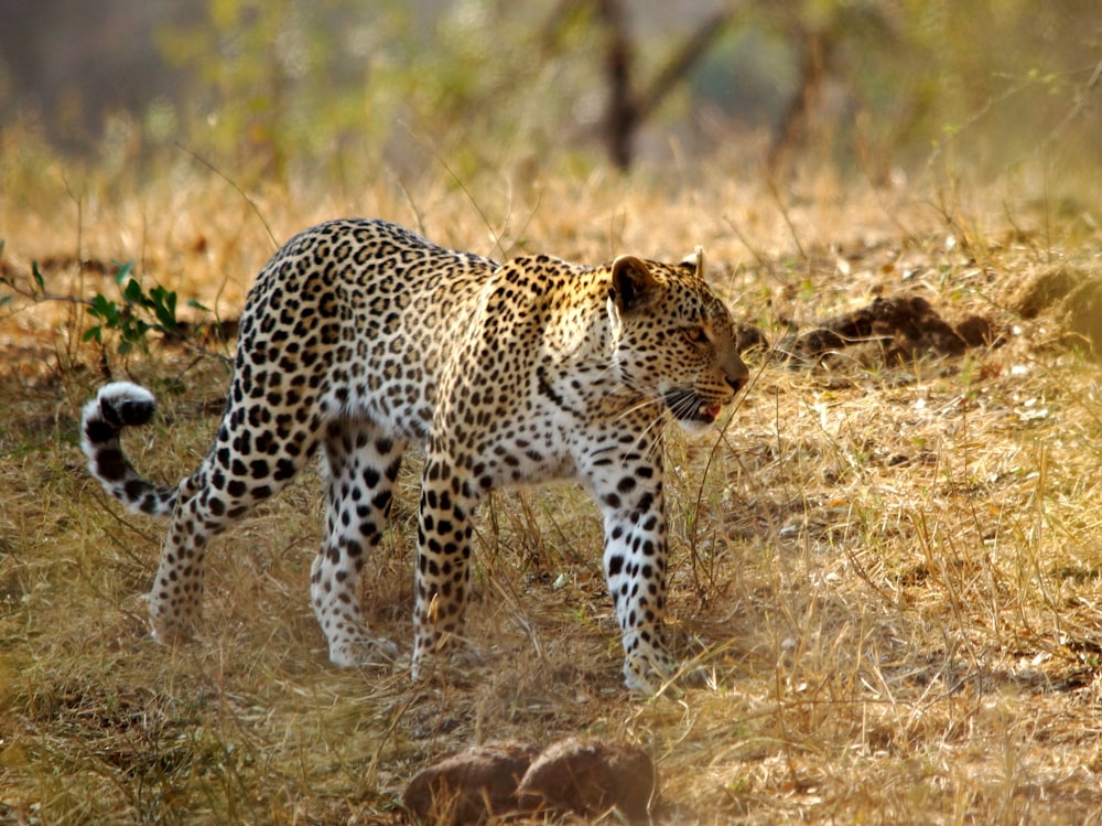 leopard lying on brown grass during daytime