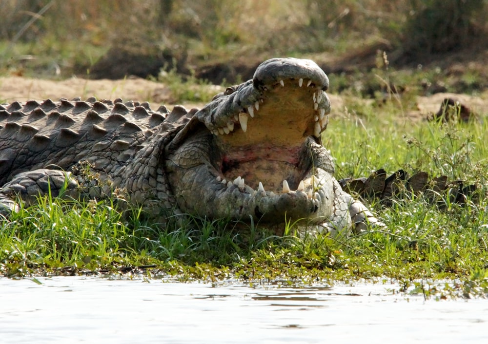 crocodile on body of water during daytime