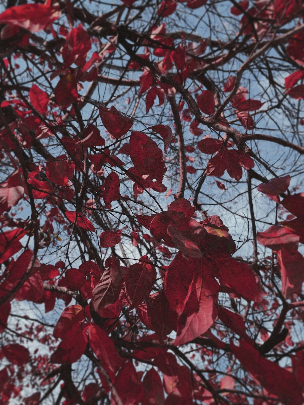 Hojas rojas en la rama de un árbol