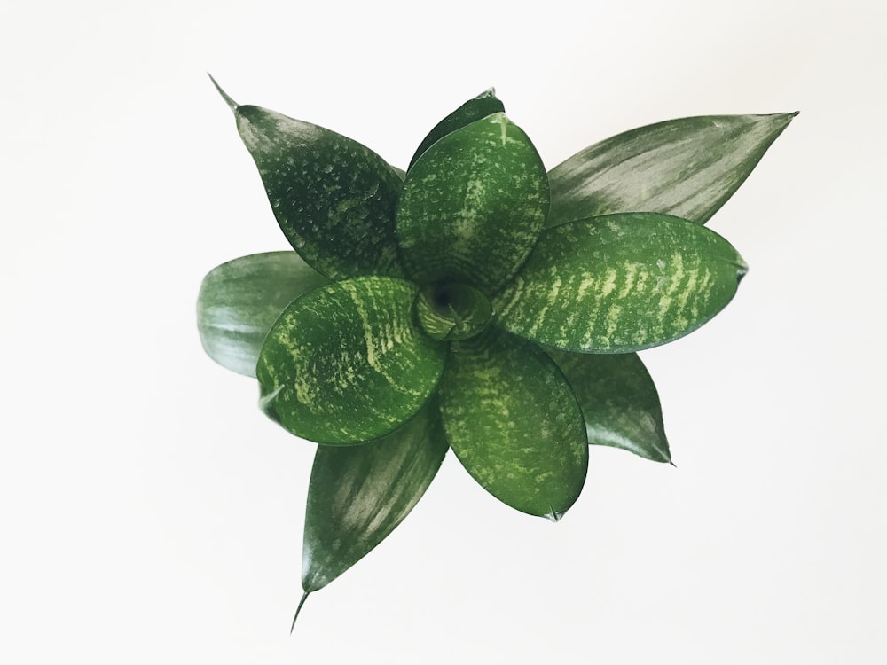 green and white plant on white background