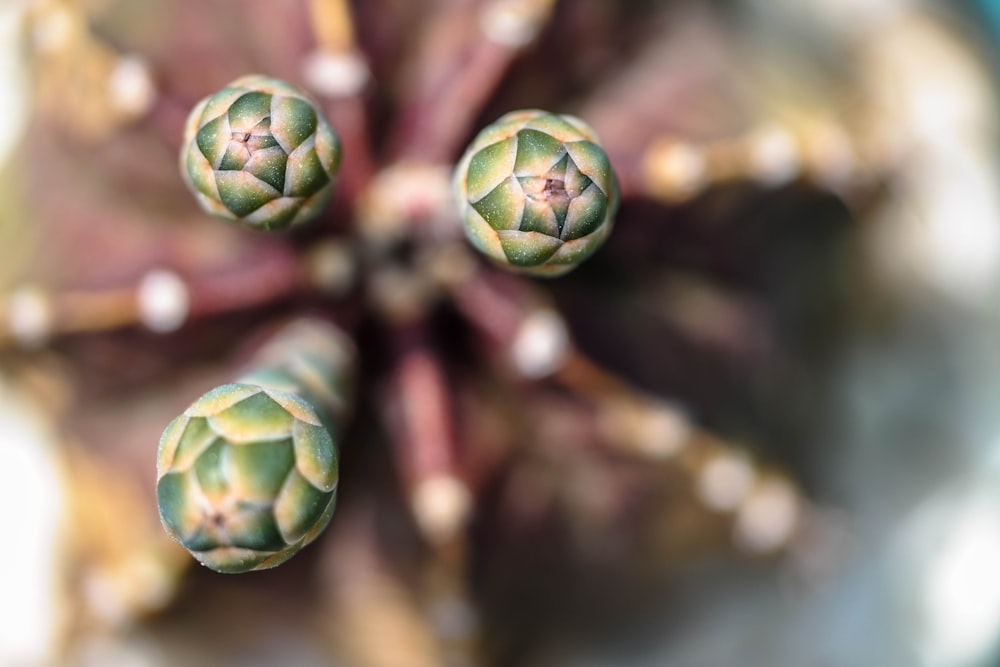 green and brown plant stem