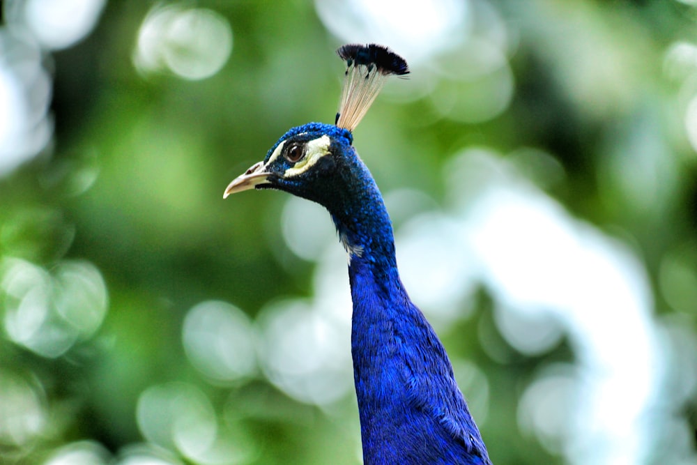 blue peacock in tilt shift lens