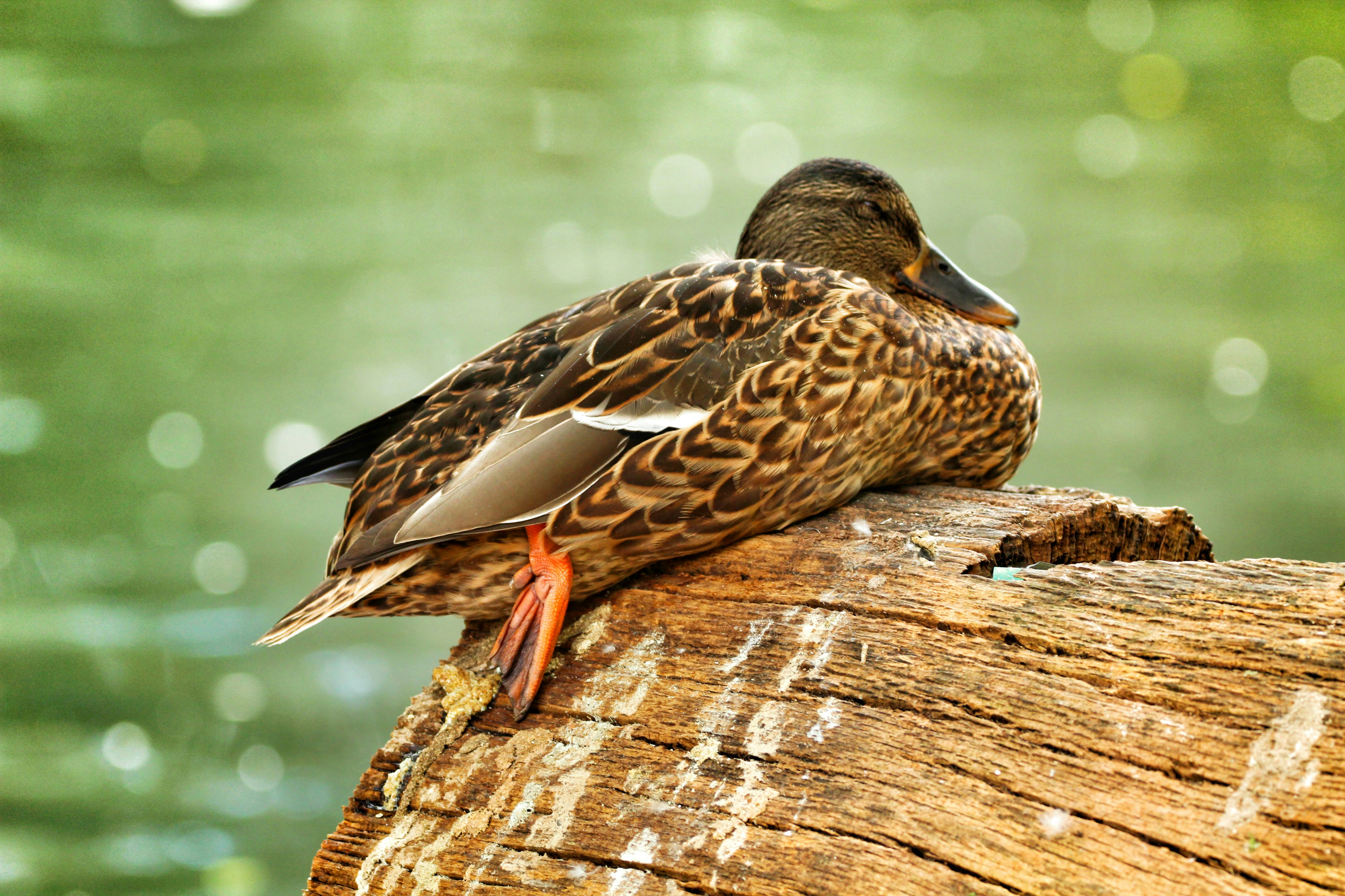 brown duck on brown wood log