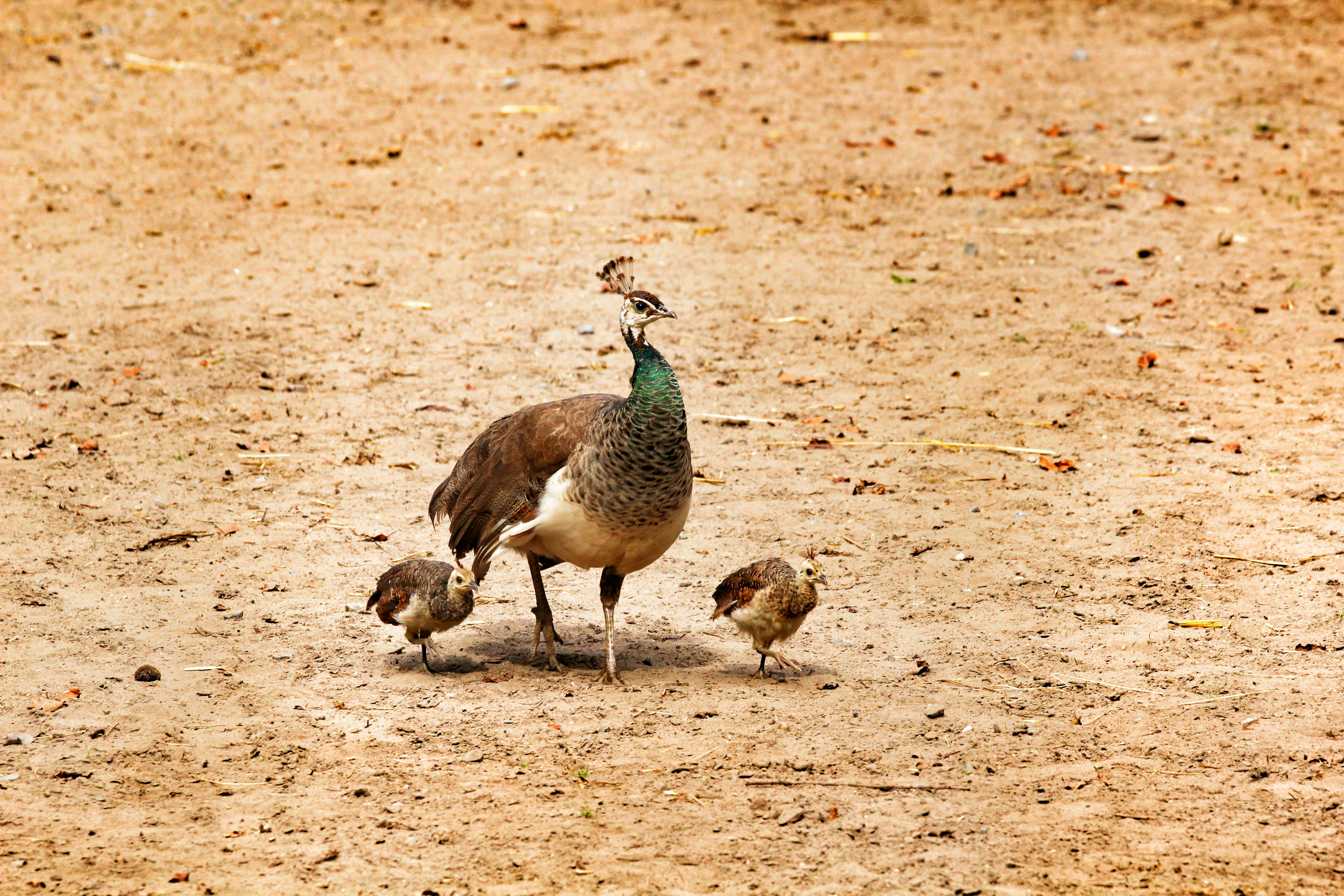 5. Peacock Chicks (image credits: unsplash)