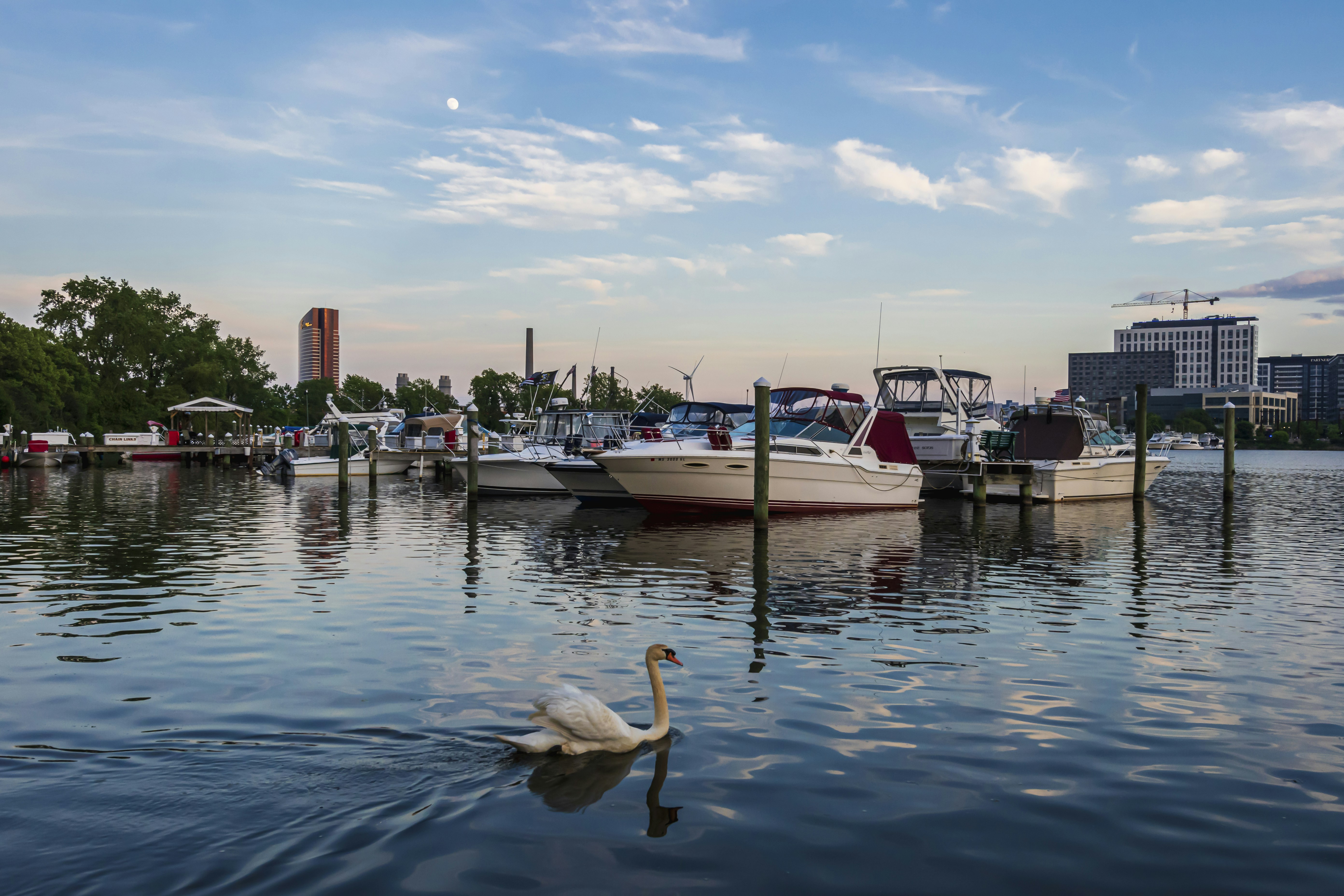 white swan on water during daytime
