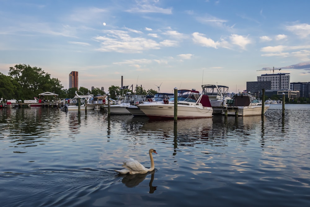 white swan on water during daytime