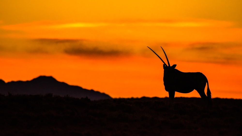 Silhouette eines Tieres auf einem Hügel bei Sonnenuntergang