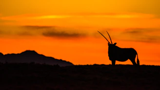 silhouette of a animal on a hill during sunset