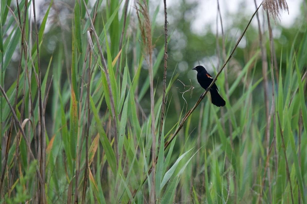 black and white bird on brown grass during daytime