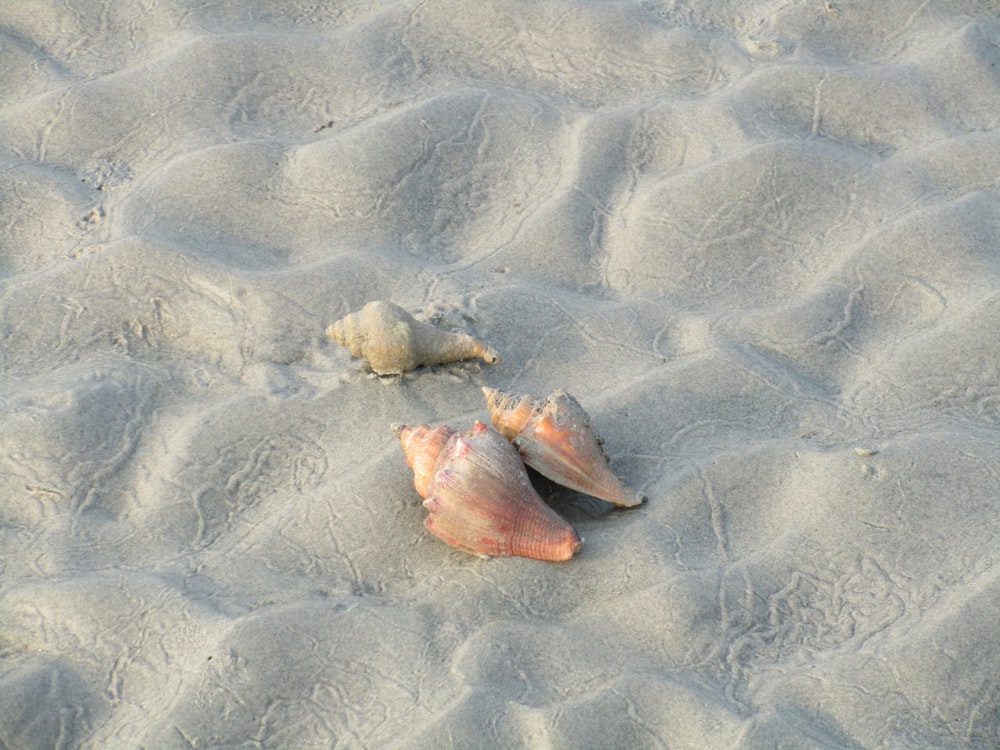 brown seashell on white sand