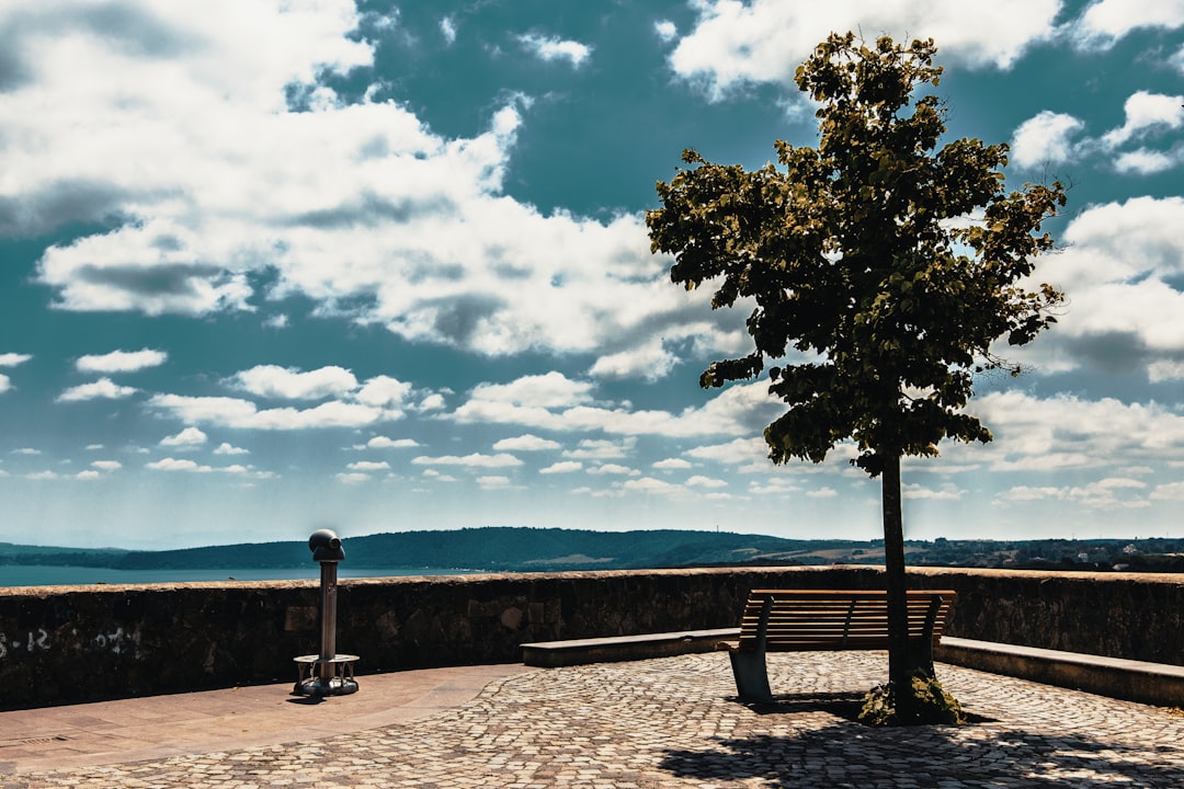 brown wooden bench near green tree under blue sky and white clouds during daytime