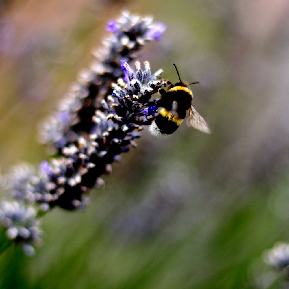 black and yellow bee on purple flower