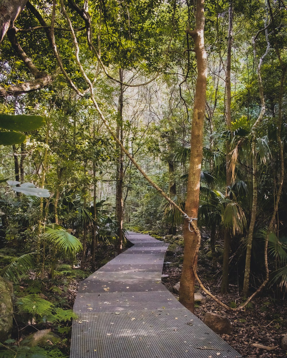 brown wooden pathway between green trees during daytime