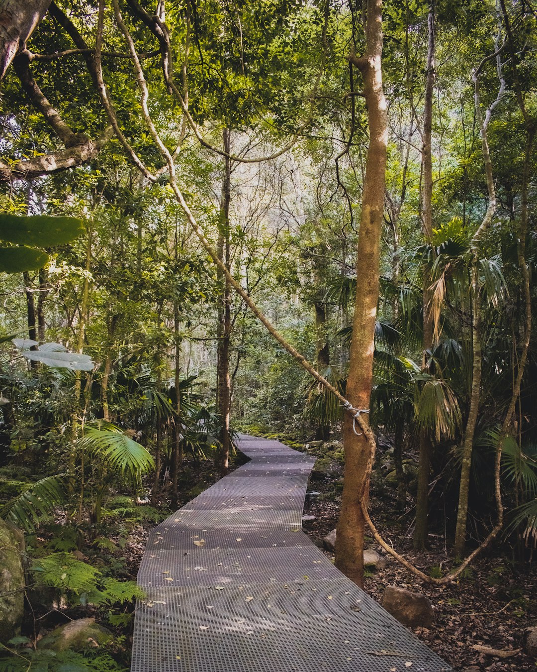 Forest photo spot Minnamurra Rainforest Centre Belanglo NSW