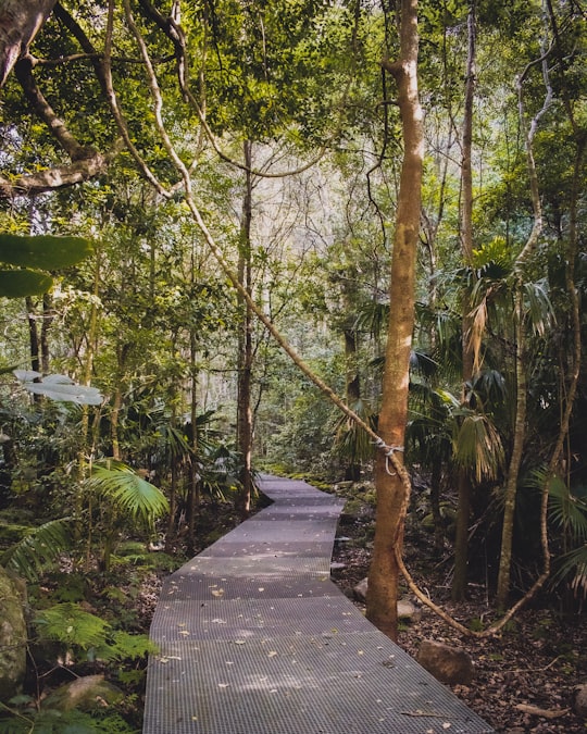 brown wooden pathway between green trees during daytime in Minnamurra Rainforest Centre Australia