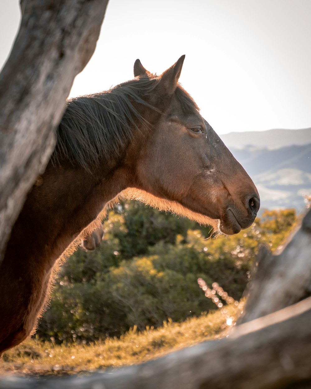 brown horse eating grass during daytime