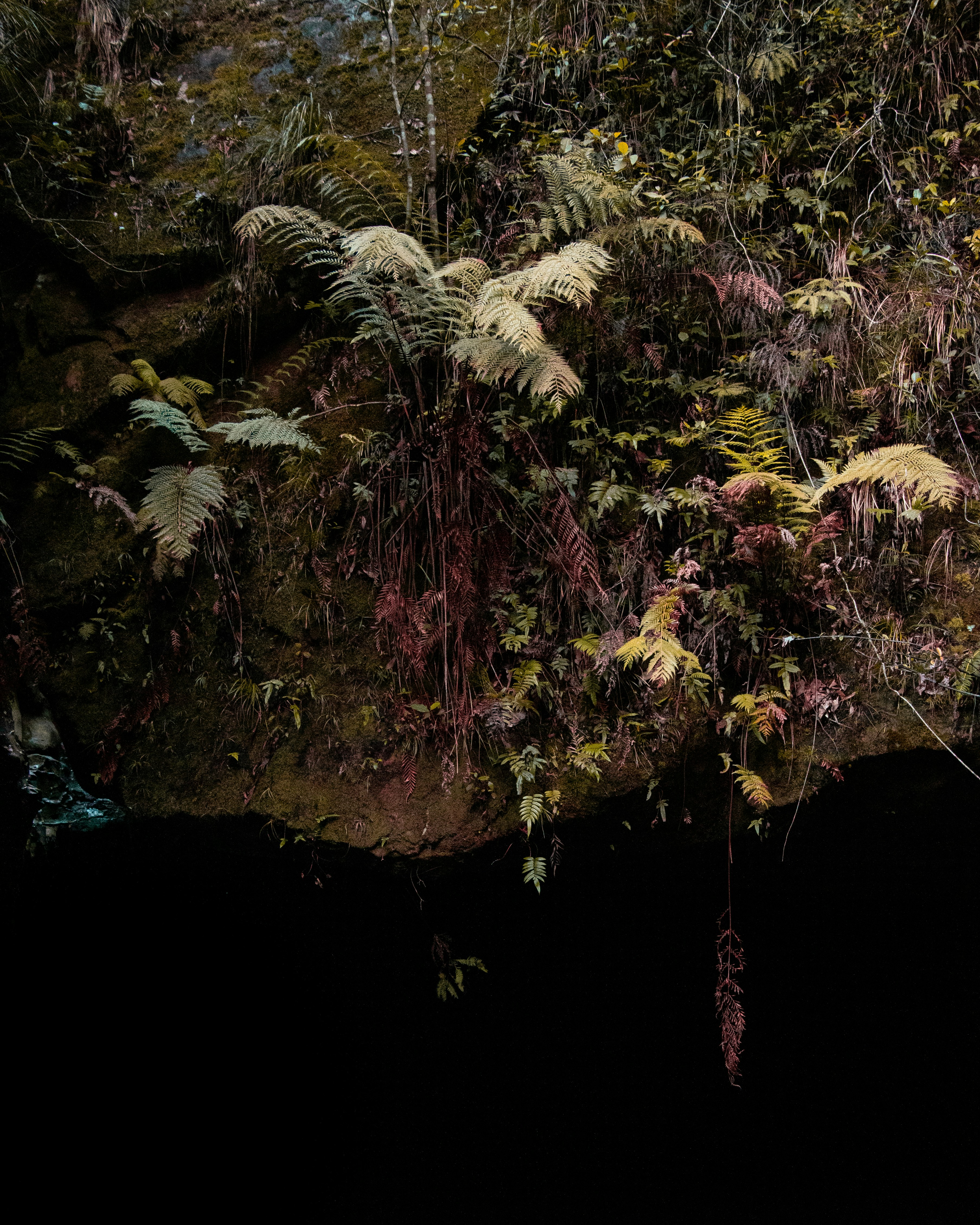 green and brown plant on body of water