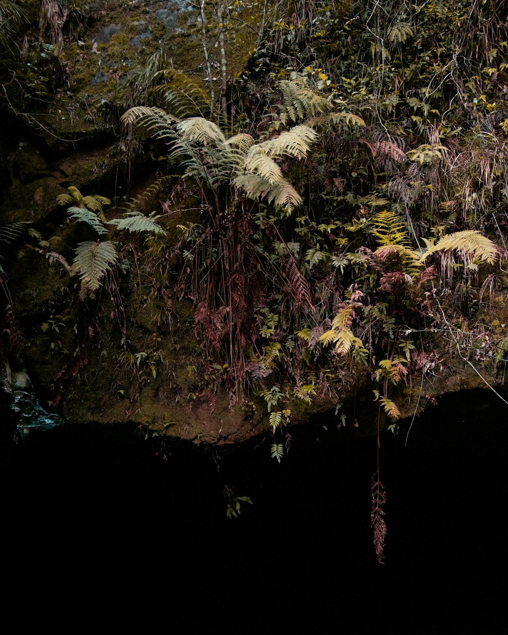 green and brown plant on body of water