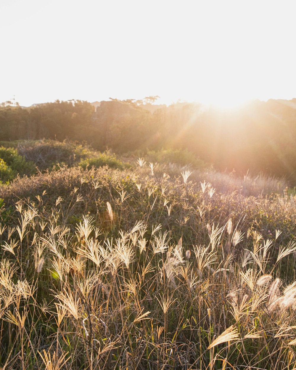 brown wheat field during daytime