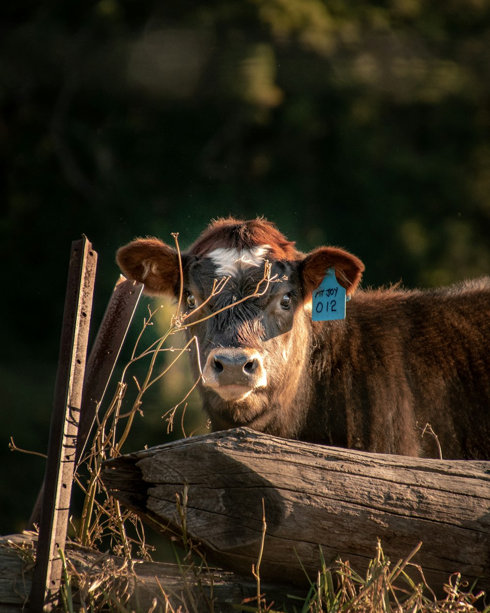 Vaca marrón en la cerca de madera marrón durante el día