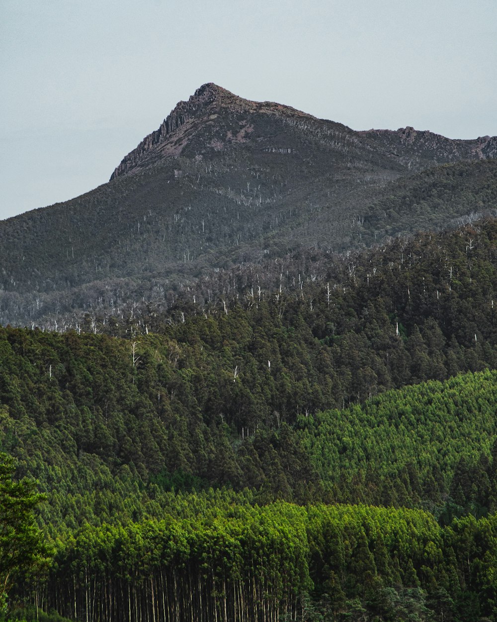 árboles verdes en la montaña bajo el cielo blanco durante el día