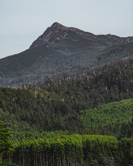 Mount Field National Park things to do in Hobart