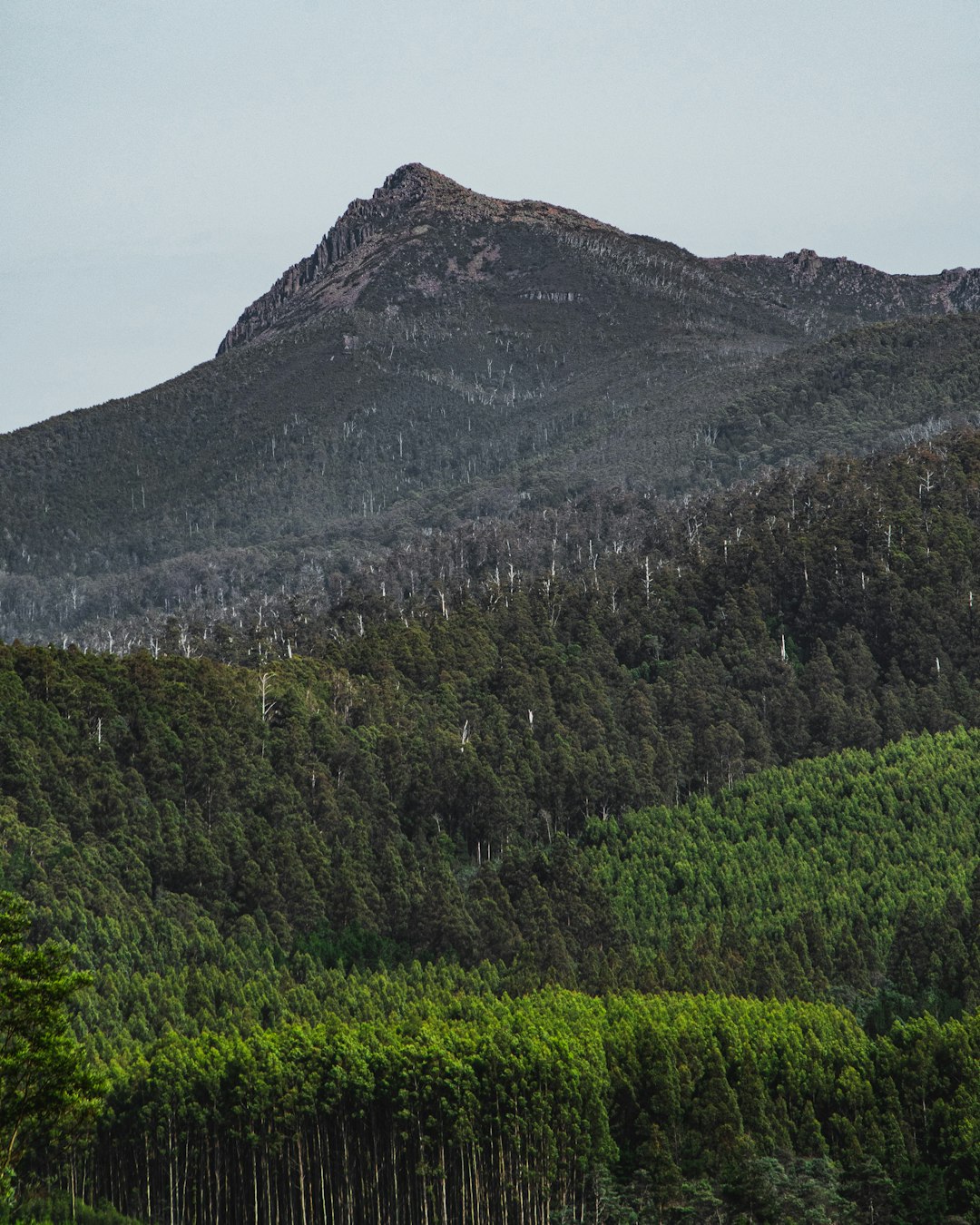 travelers stories about Hill in Mount Field National Park, Australia