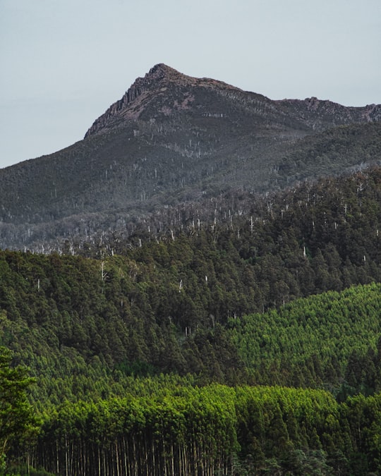 green trees on mountain under white sky during daytime in Mount Field National Park Australia