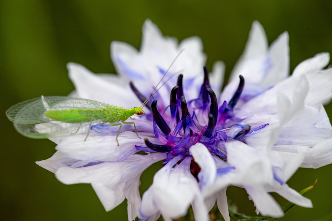 purple and white flower in macro photography