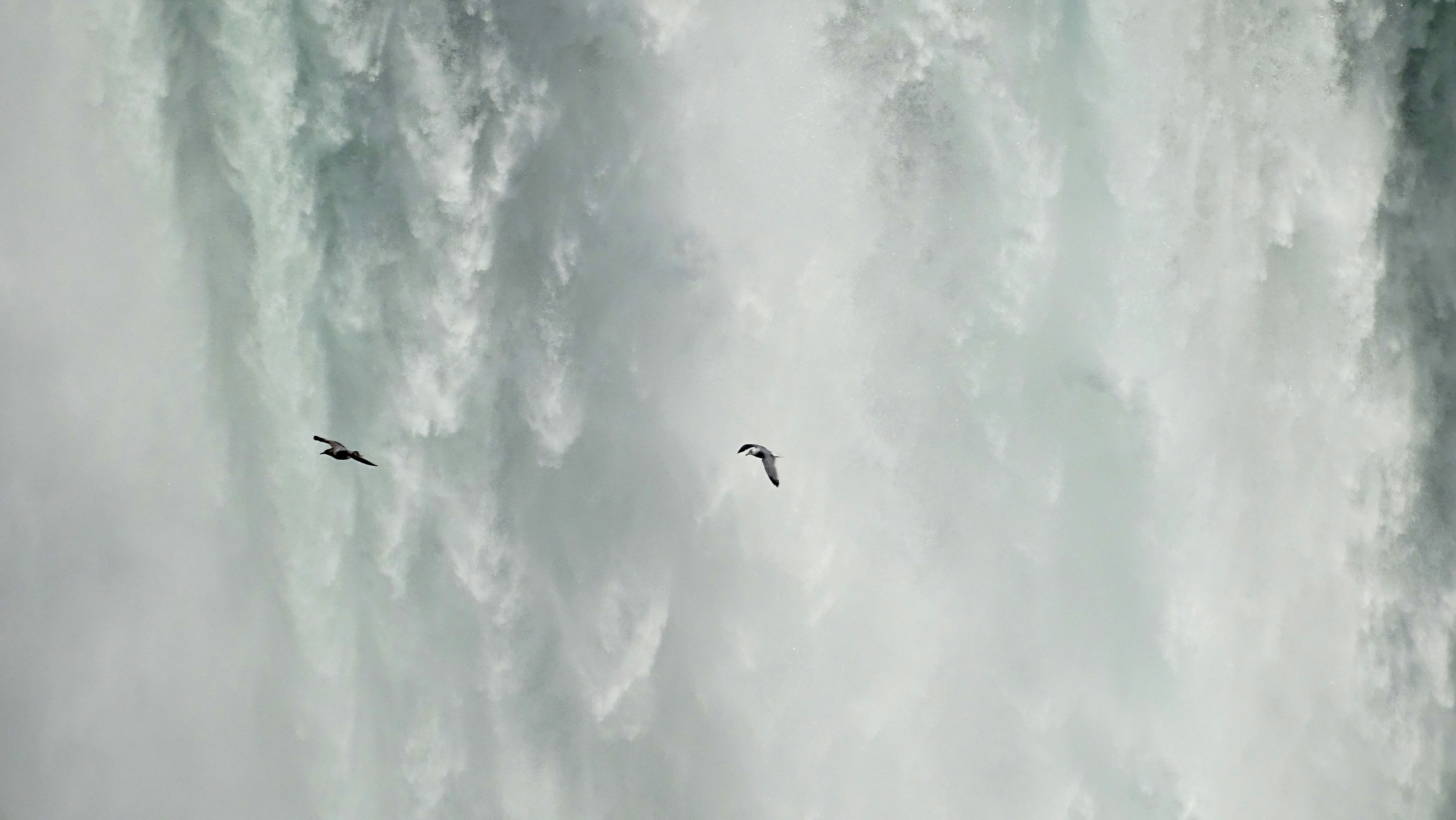 Birds flying in front of the Niagara (CAN) falls
