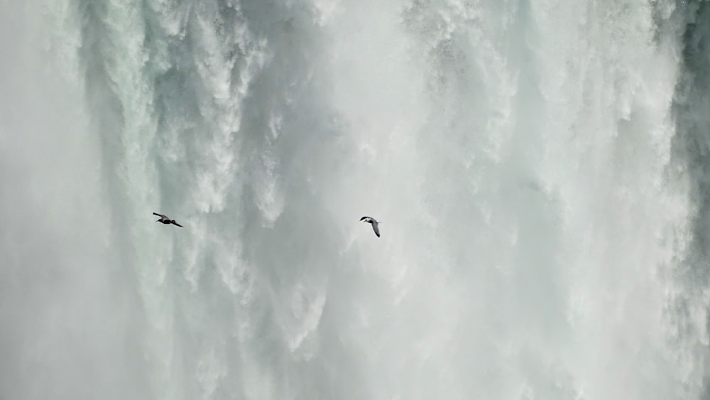 bird flying under white clouds during daytime