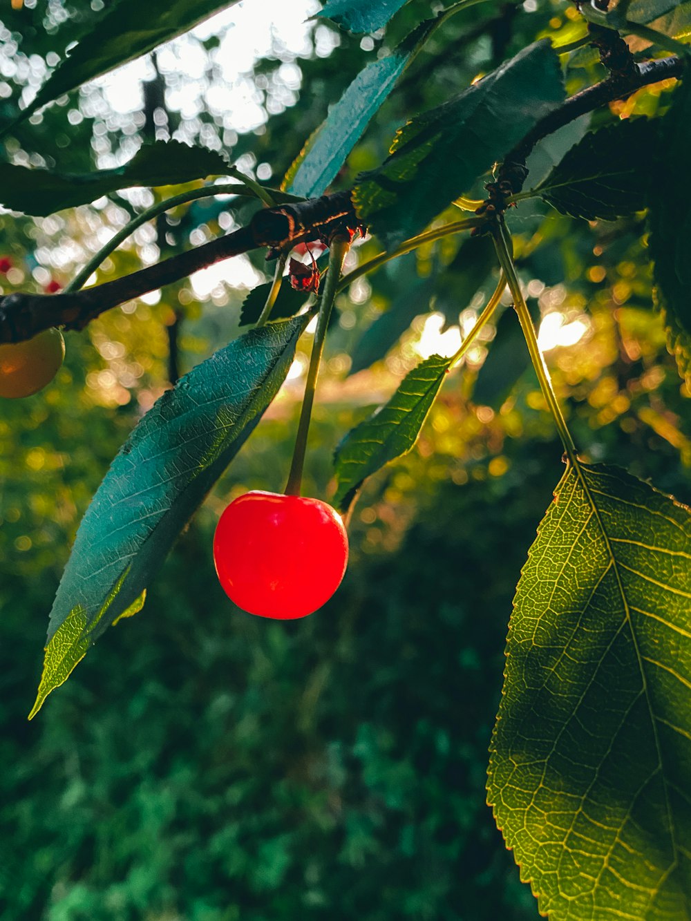 red round fruit on green leaves during daytime