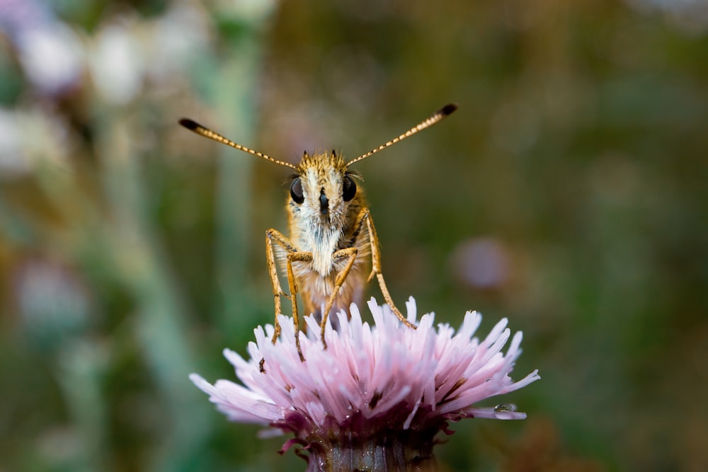 brown and black grasshopper perched on purple flower in close up photography during daytime