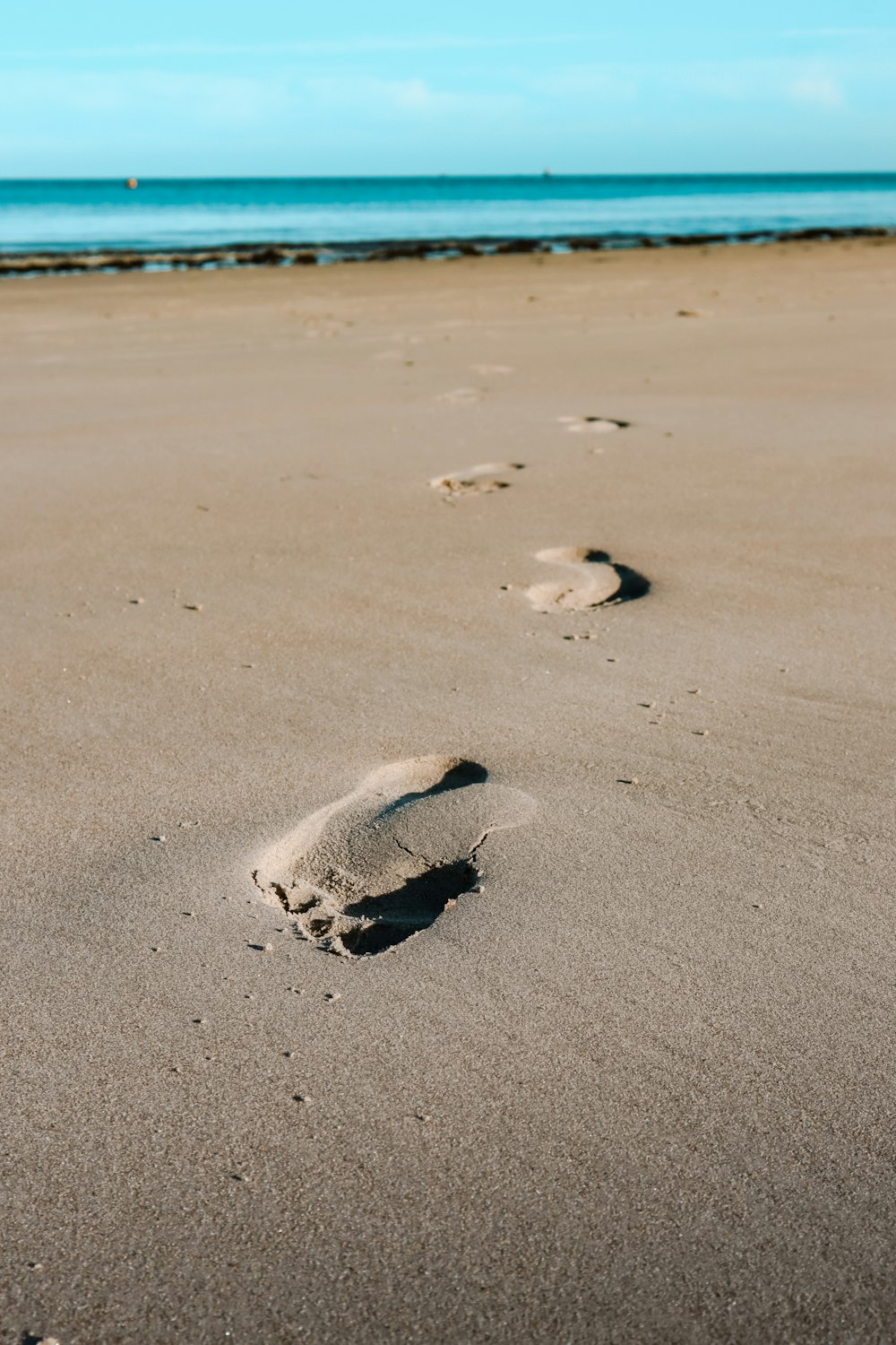 white and black fish on beach during daytime