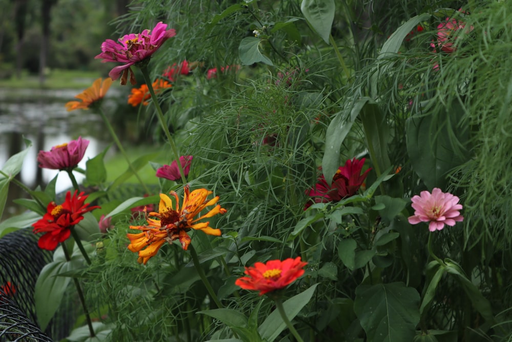 red and yellow flowers with green leaves