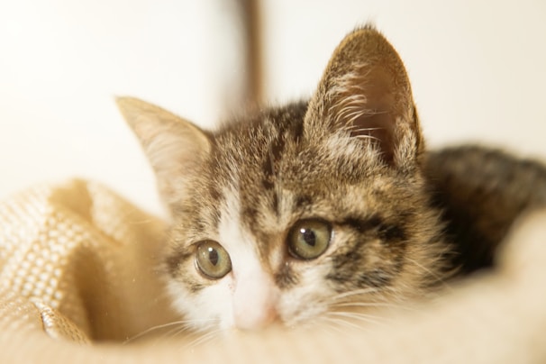 Close-up of a British Longhair kitten with soft, silvery fur and curious green eyes peeking out from a blanket.