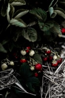 green and red fruit on green leaves