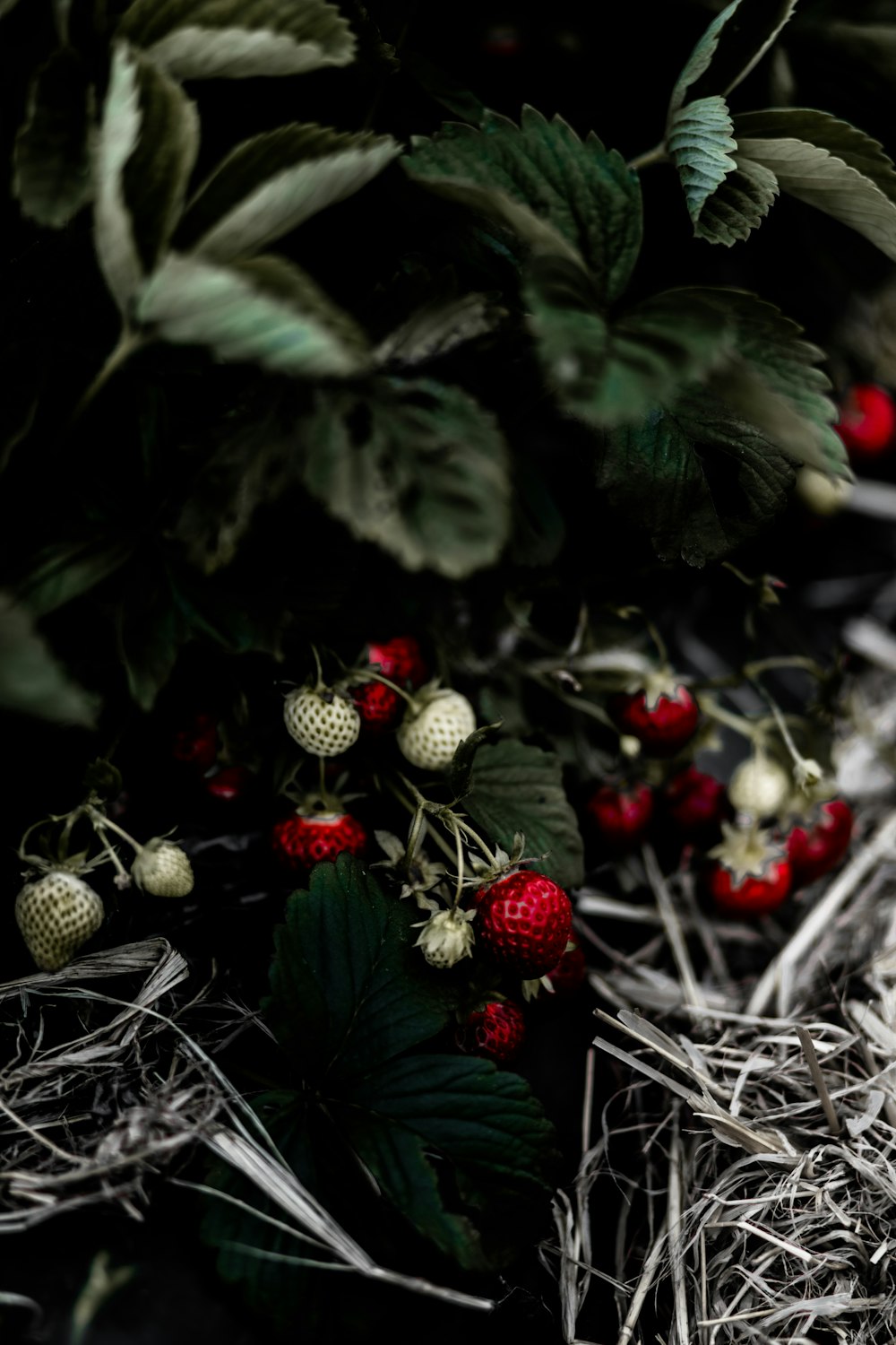 green and red fruit on green leaves