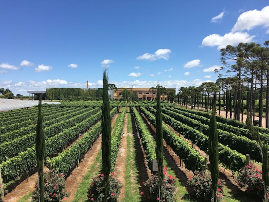 green plants under blue sky during daytime in Vacaria Brasil