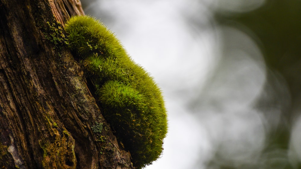 green and brown tree stem