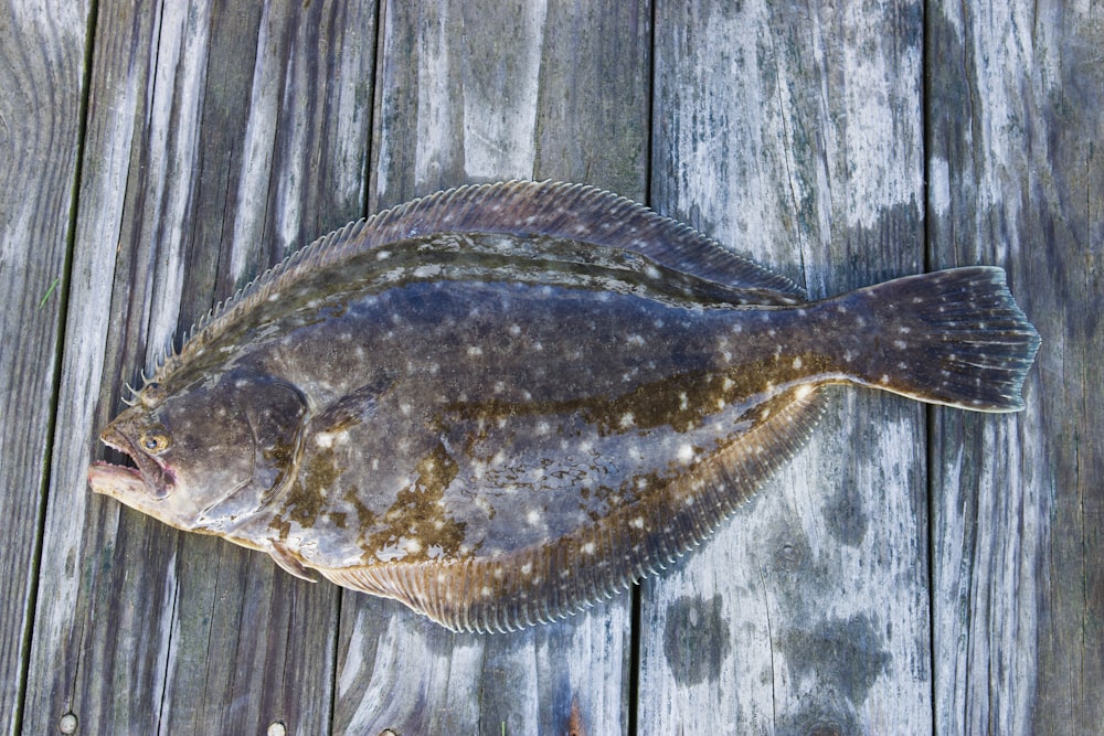 brown and black fish on wooden surface