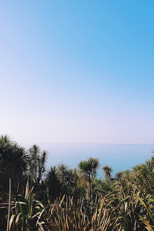 A tranquil ocean view with a clear blue sky and calm waters stretching into the horizon. Tropical plants with spiky leaves are present in the foreground, creating a lush and vibrant coastal landscape.