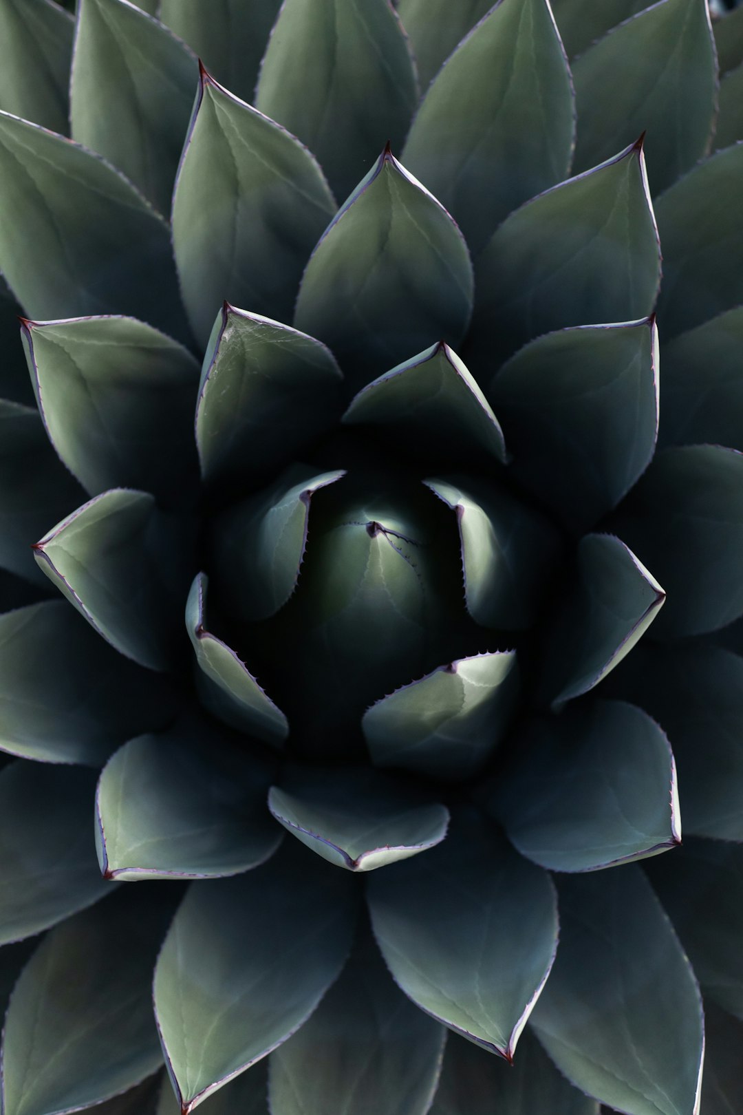 green succulent plant in close up photography