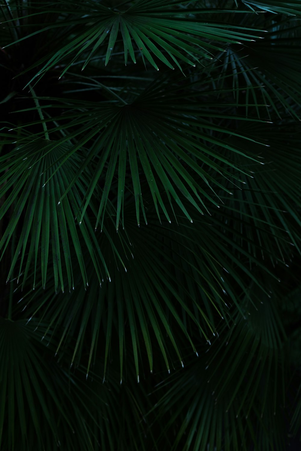 Palmera verde durante la noche