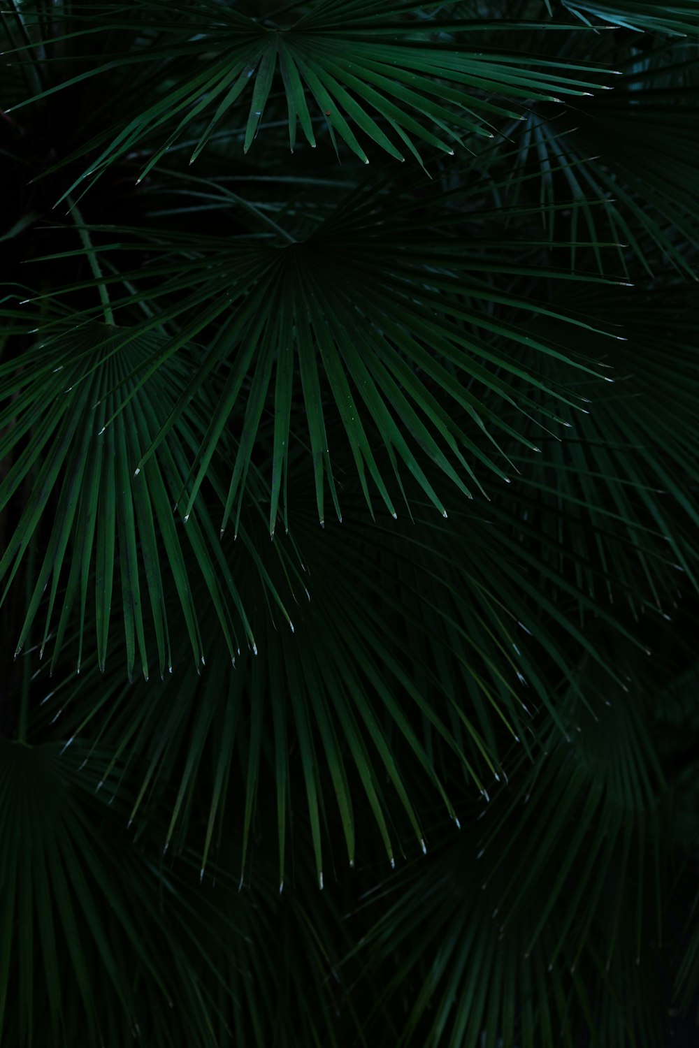 green palm tree during night time