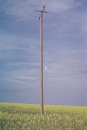 brown wooden stick on green grass field under blue sky during daytime