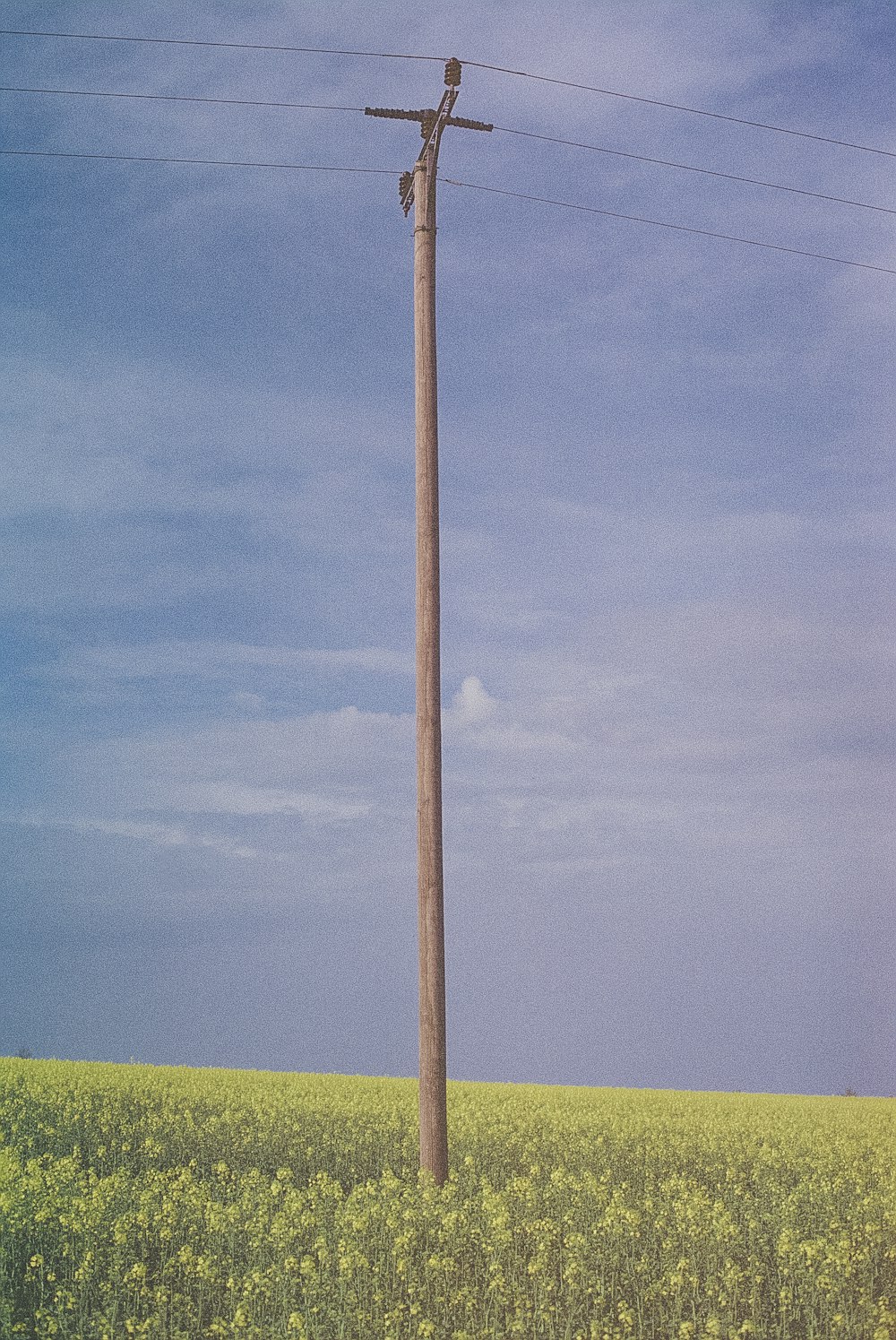 bastone di legno marrone su campo di erba verde sotto il cielo blu durante il giorno