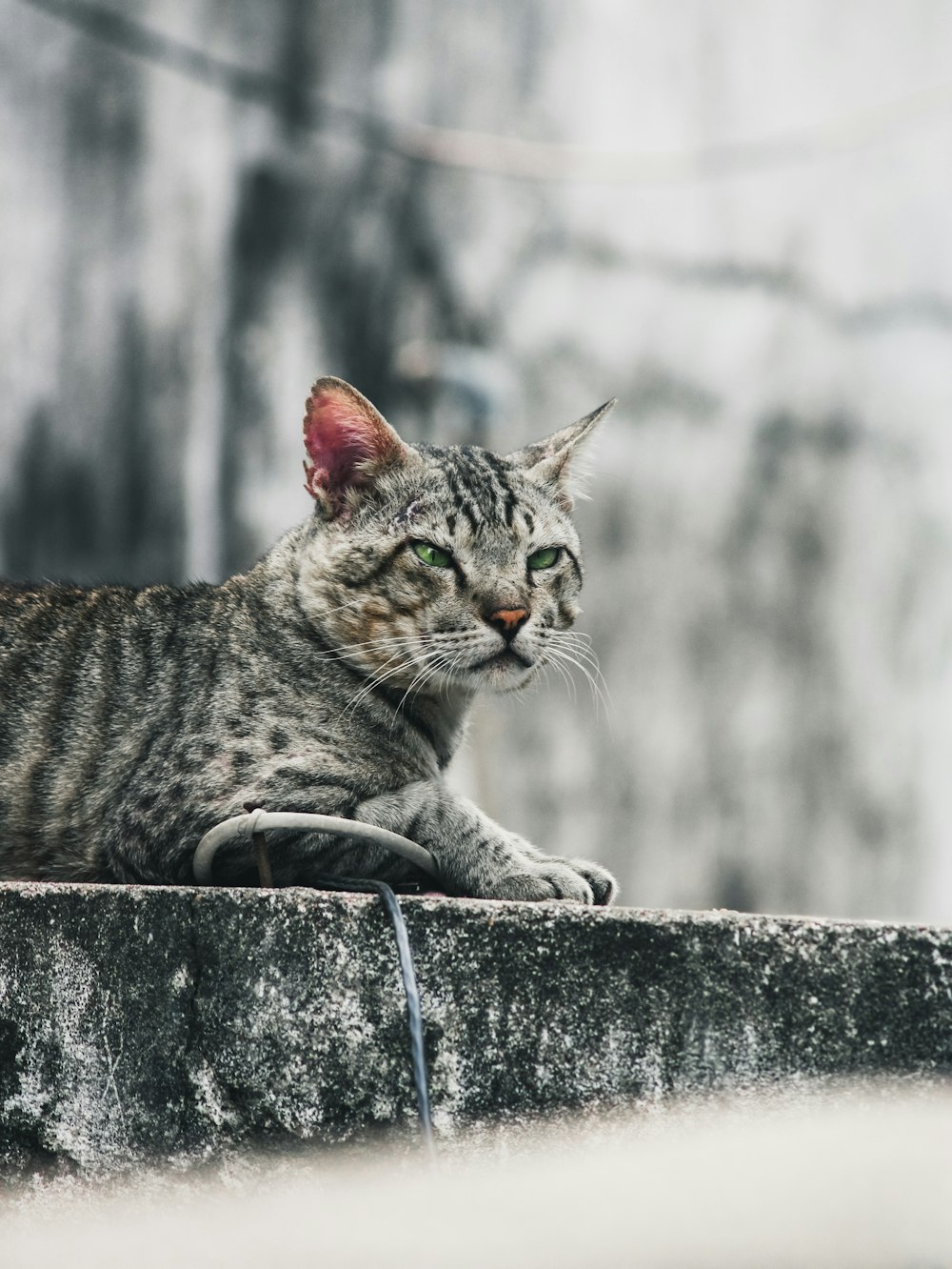 brown tabby cat on black concrete surface