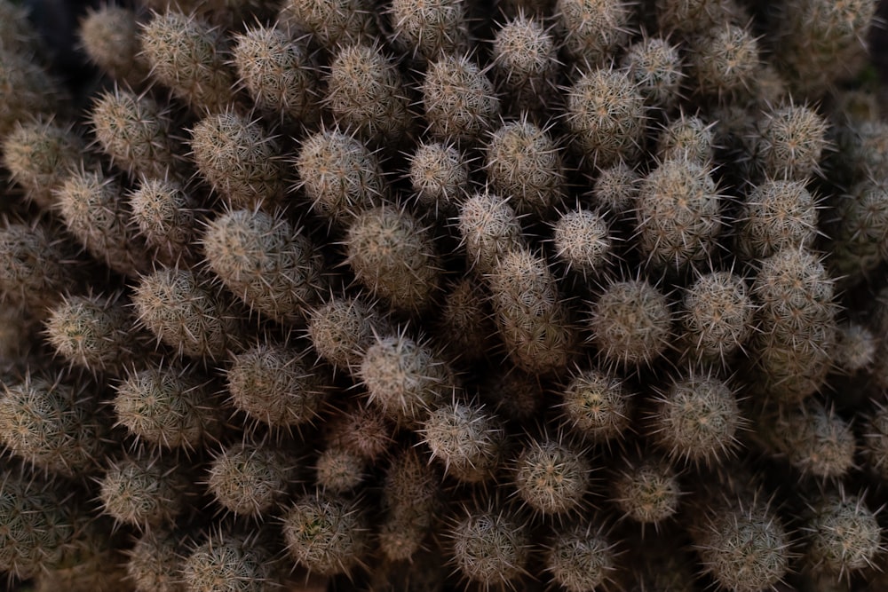 brown and green cactus plants