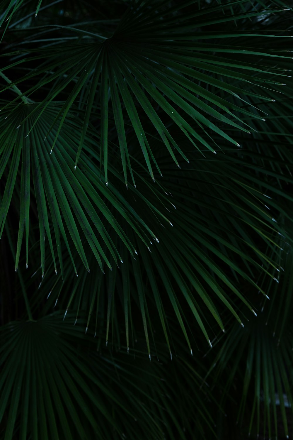 green palm tree during night time